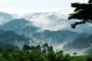 Bwindi Forest
