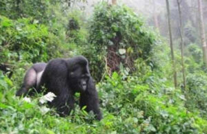 Bwindi Silverback Gorilla