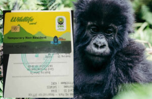 Gorilla Permits