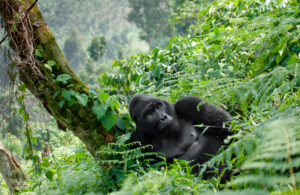 Bwindi Gorilla Ape