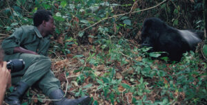 Gorilla habituation in Bwindi