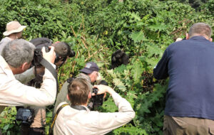 Gorilla Trekking